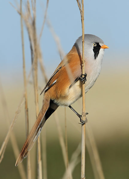 Bearded Tit