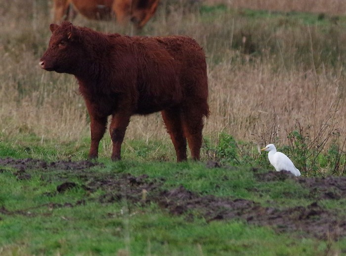 Cattle Egret