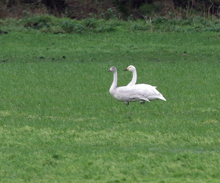 Bewick's Swan