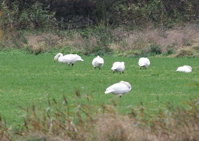 Whooper Swan