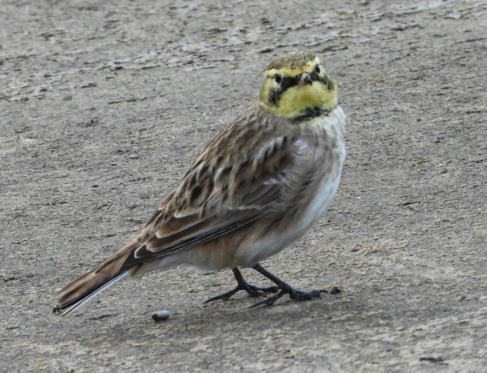 Shorelark