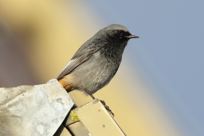 Black Redstart