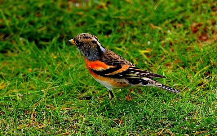 Brambling