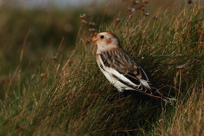 Snow Bunting