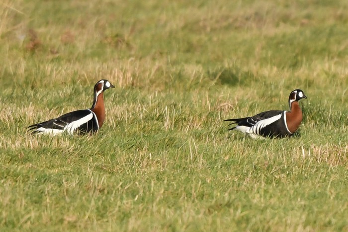 Red-breasted Goose
