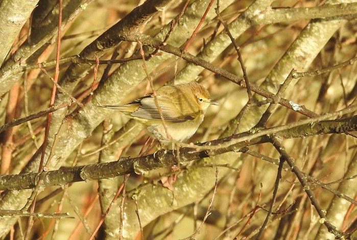 Chiffchaff