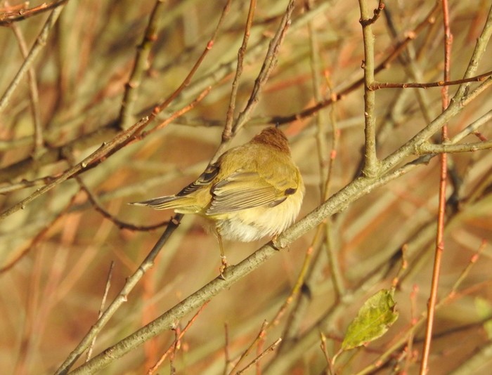 Chiffchaff