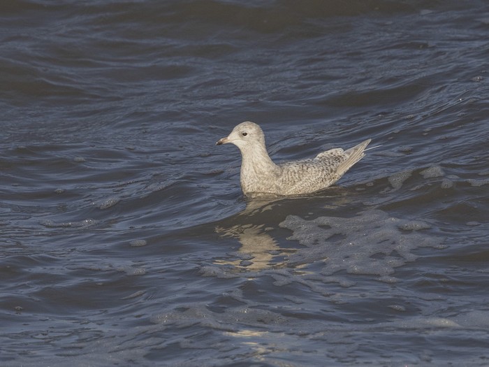 Iceland Gull