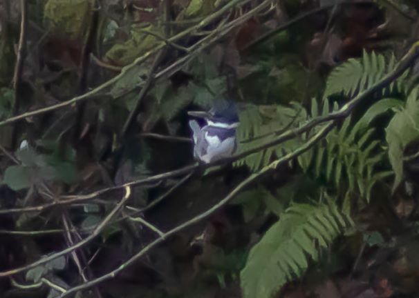 Belted Kingfisher