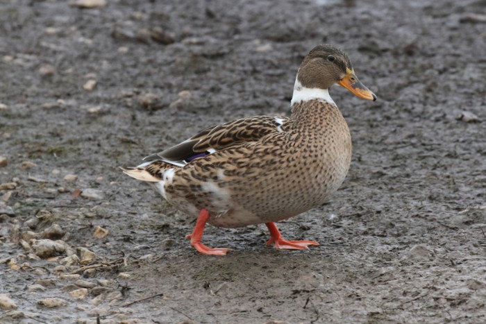 Mallard