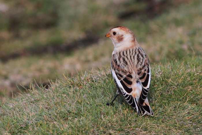 Snow Bunting