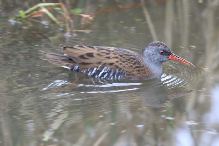 Water Rail