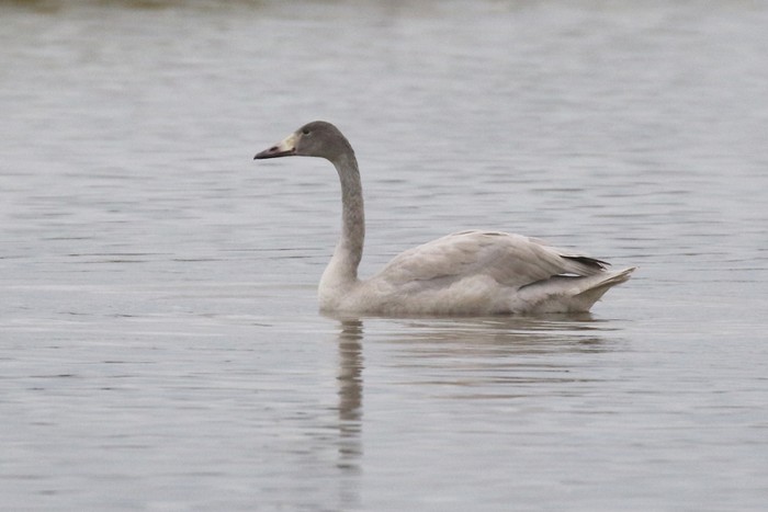 Bewick's Swan
