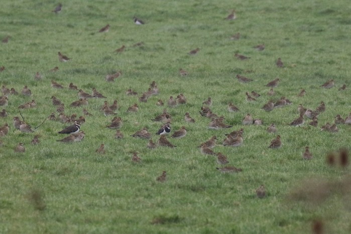 Golden Plover