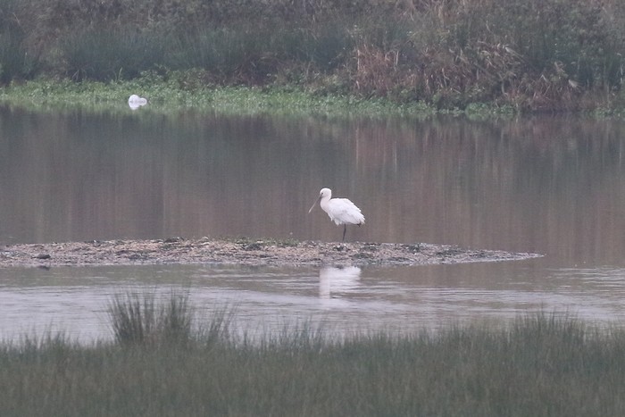 Spoonbill