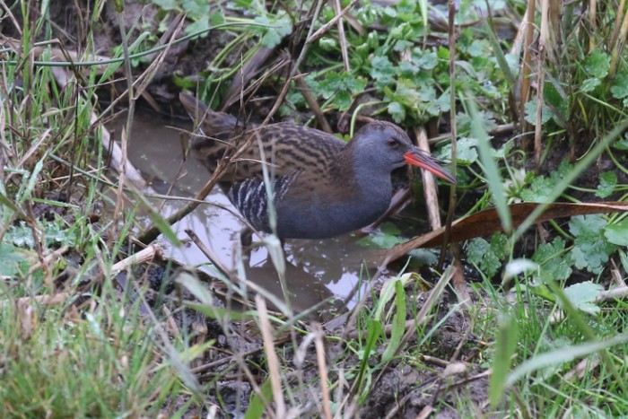 Water Rail