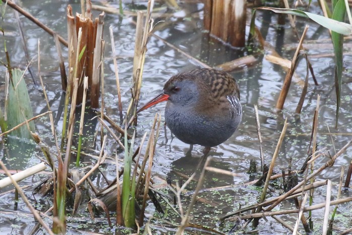 Water Rail