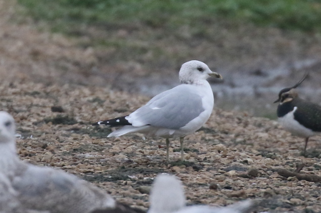 Common Gull