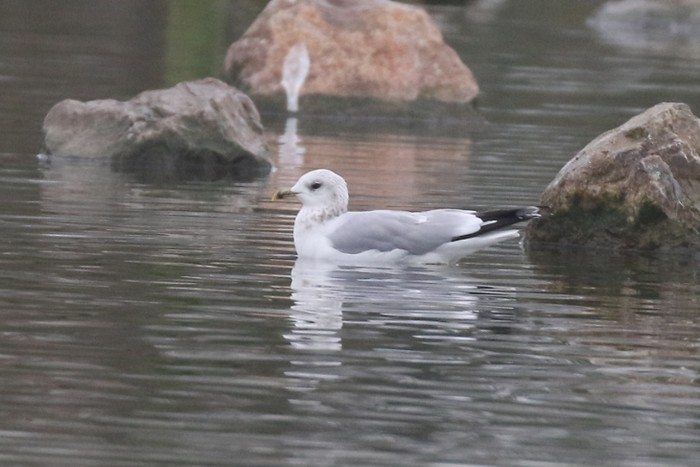 Common Gull