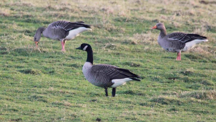 Todd's Canada Goose