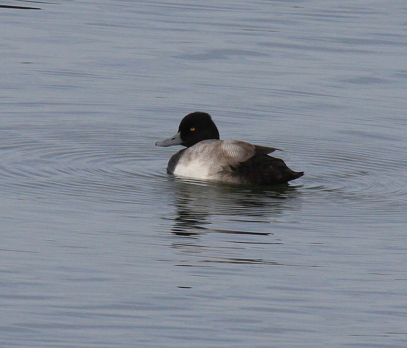 Lesser Scaup