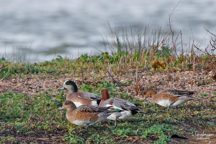 American Wigeon