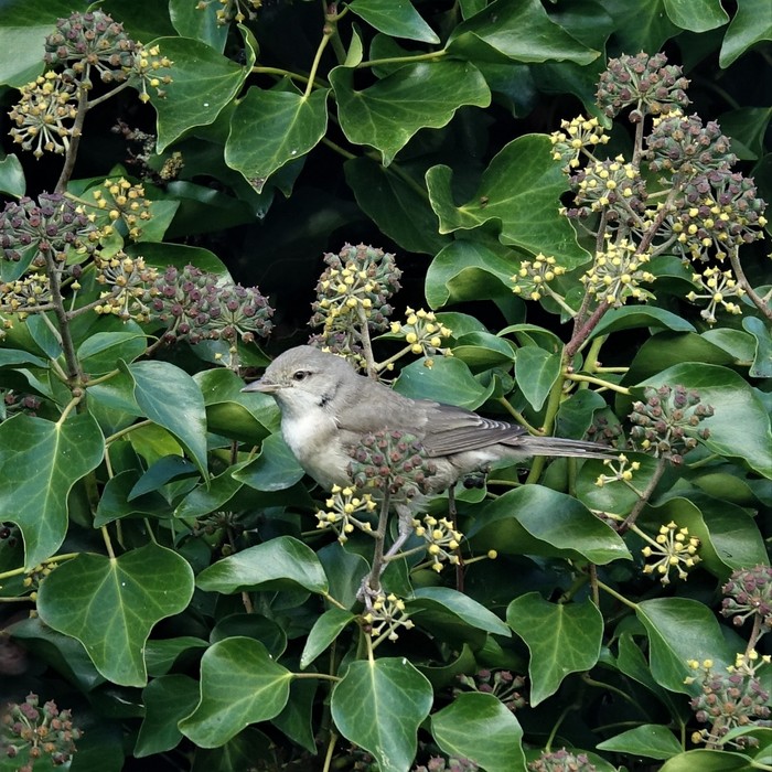 Barred Warbler