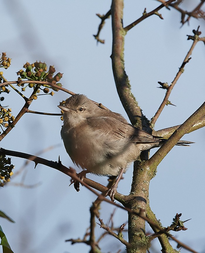 Barred Warbler