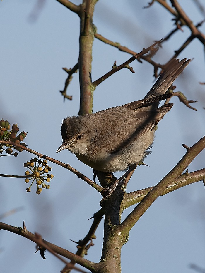 Barred Warbler