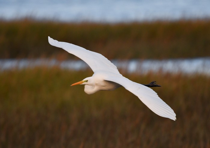 Great White Egret
