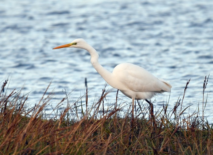 Great White Egret