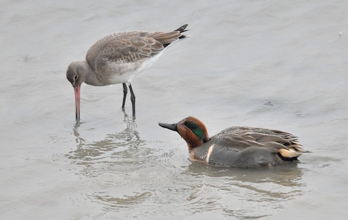 Green-winged Teal