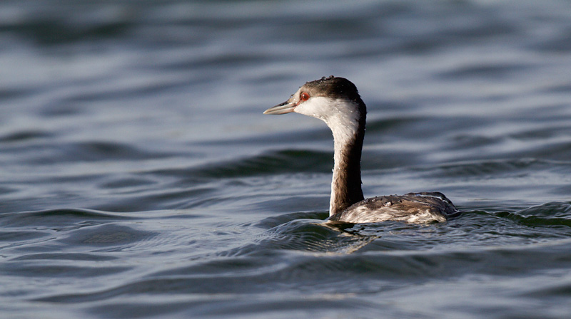Slavonian Grebe
