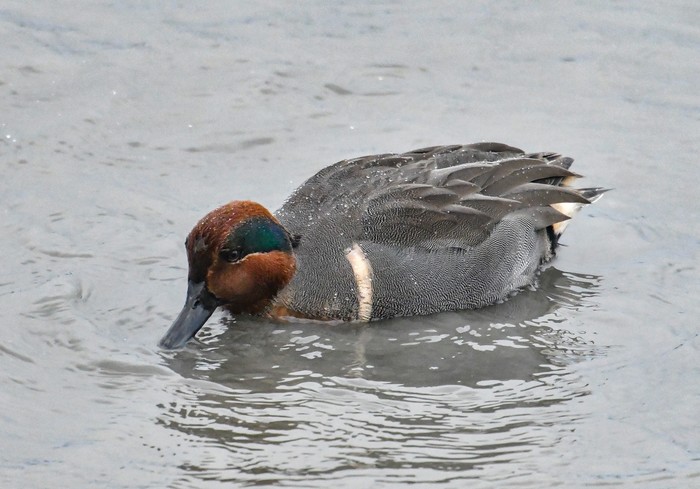 Green-winged Teal