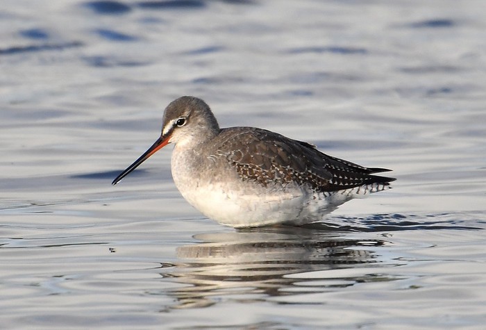 Spotted Redshank