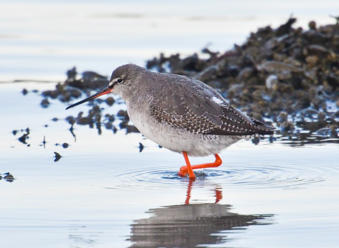 Spotted Redshank