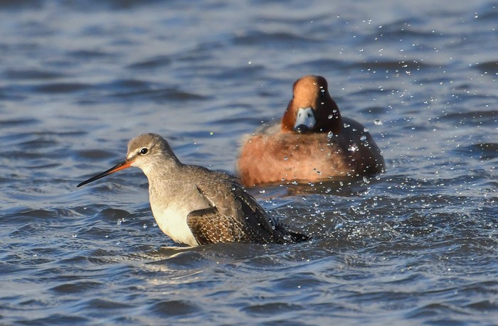 Spotted Redshank