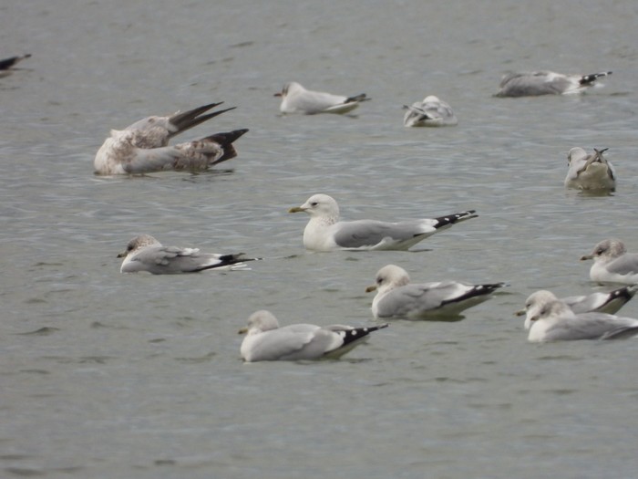 Russian Common Gull