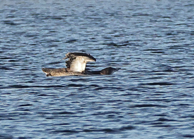 Great Northern Diver