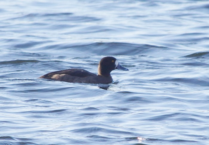 Aythya hybrid?