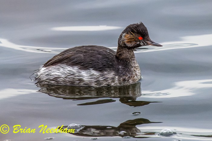 Black-necked Grebe