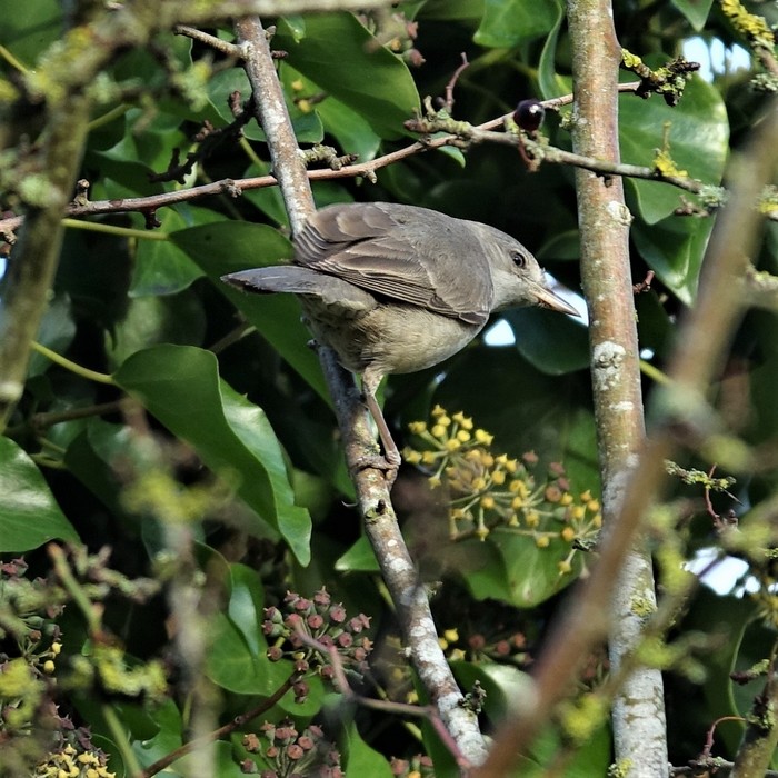 Barred Warbler