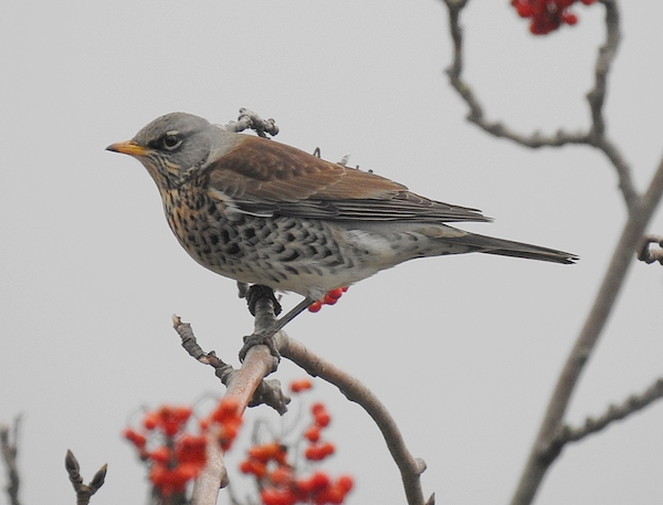 Fieldfare