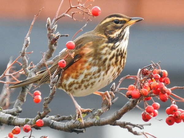 Redwing
