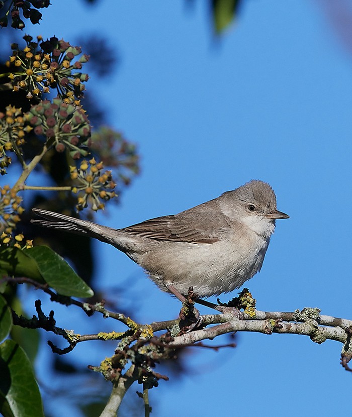 Barred Warbler