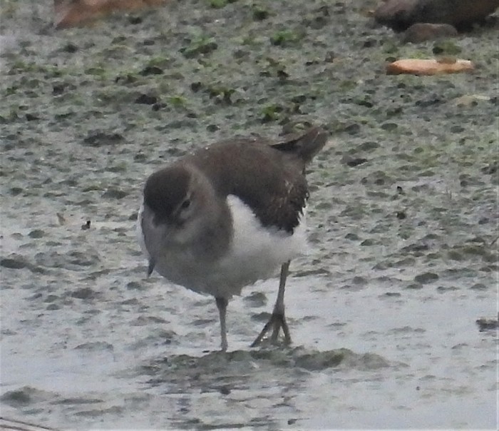Common Sandpiper
