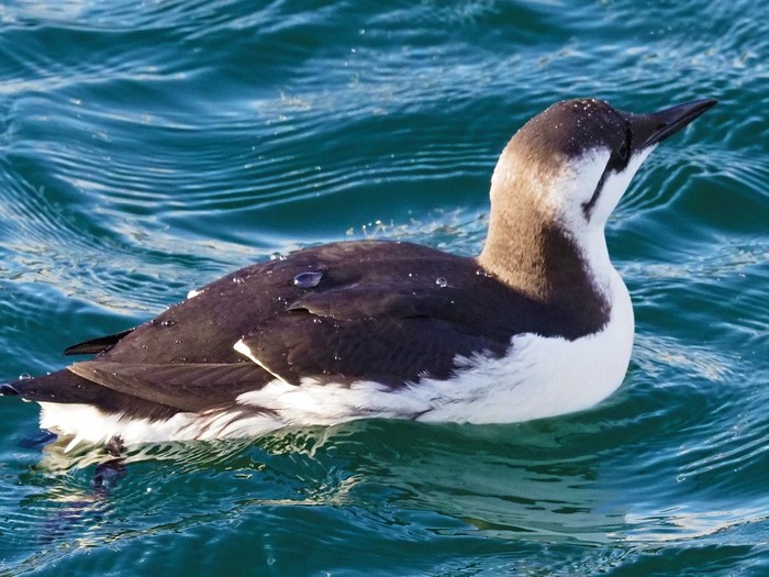 Guillemot
