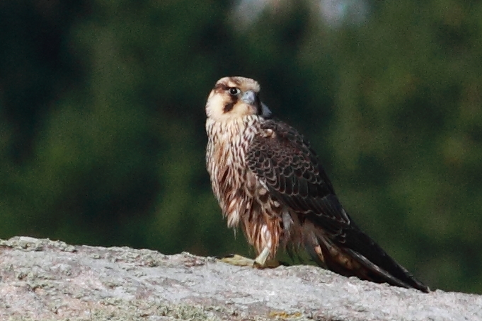 Peregrine