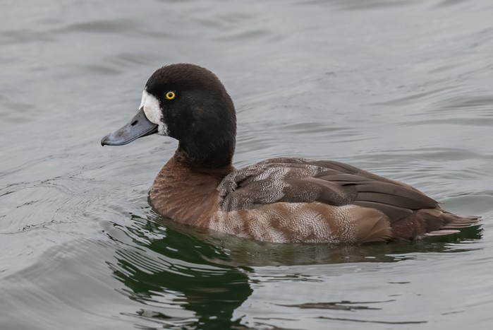 Scaup