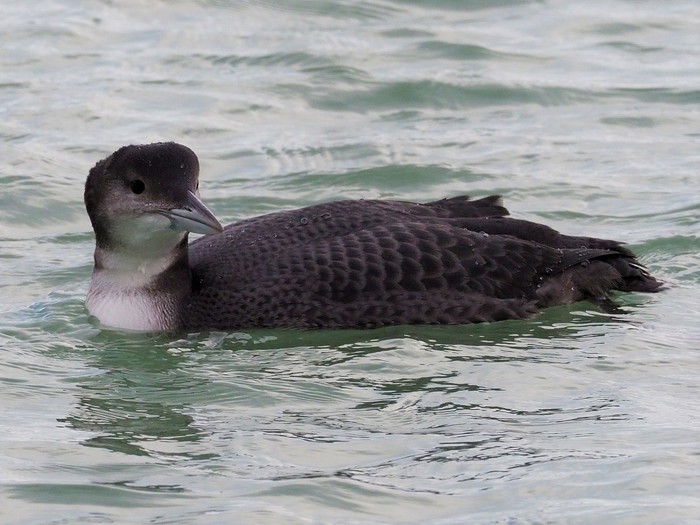 Great Northern Diver